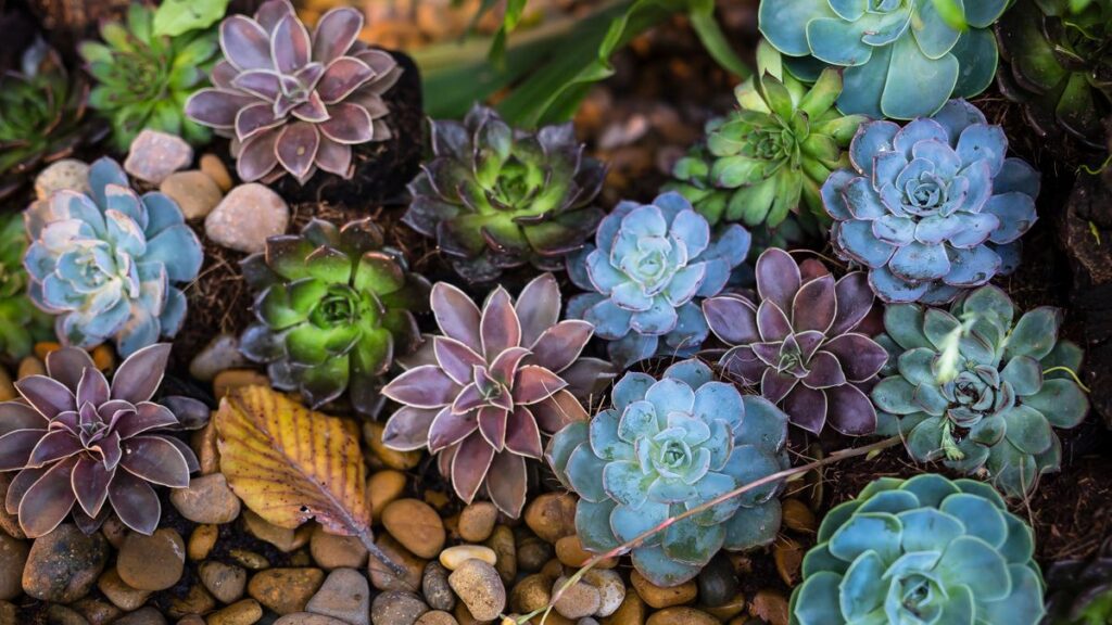kleine tuin inrichten — Kleine tuin inrichten: slimme ideeën voor weinig ruimte