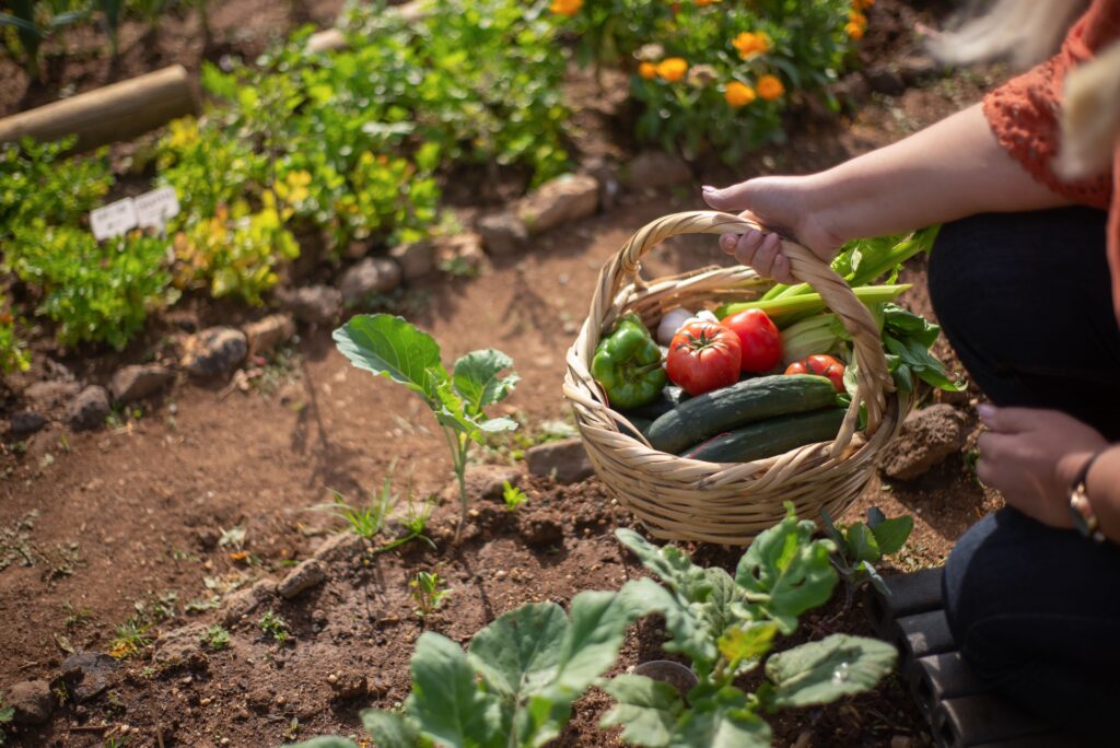 moestuin beginnen — Moestuin beginnen: complete gids voor starters