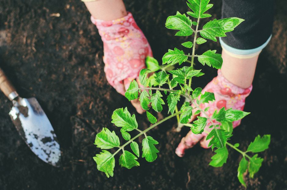 moestuin beginnen — afbeelding 3
