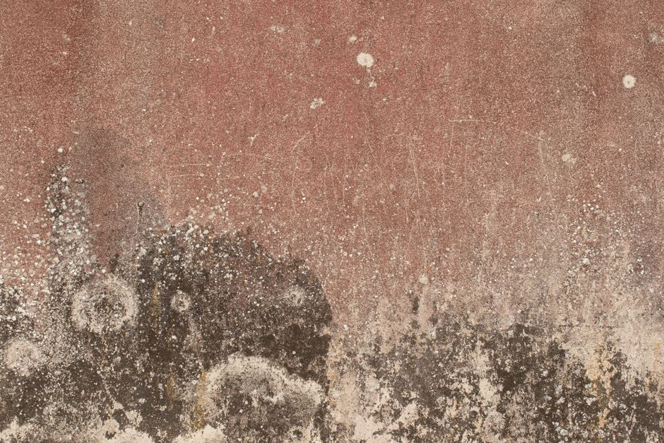 Schimmel op de muur verwijderen — afbeelding 2