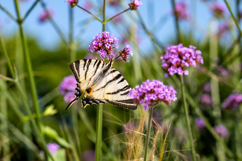 vlindervriendelijke tuin — Vlindervriendelijke tuin: welke planten helpen?