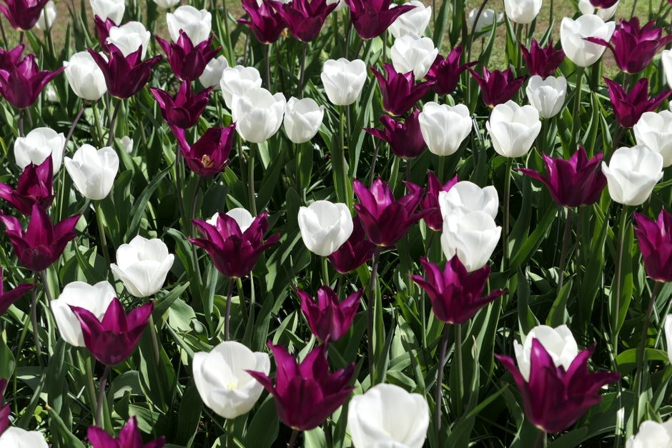 vlindervriendelijke tuin — afbeelding 3