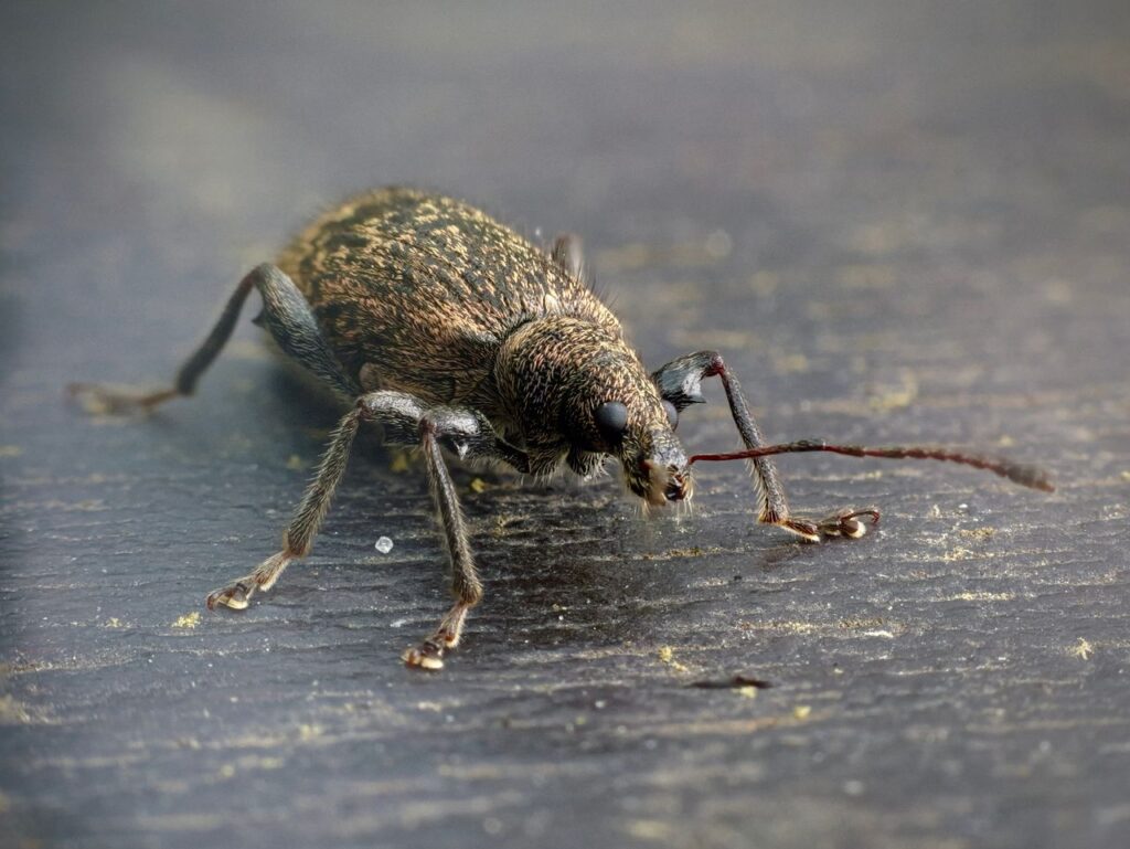 Bruine kever in huis