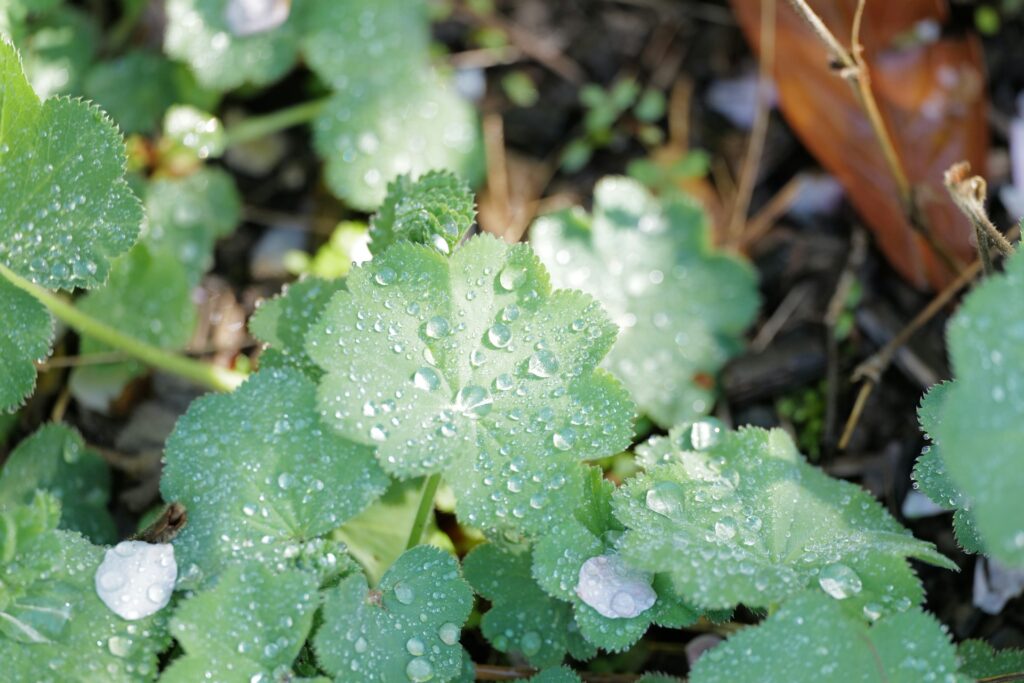 Zo bereid je je tuin of balkon voor op de maanden met de regen